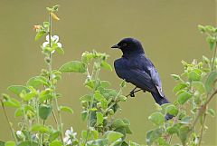 Fork-tailed Drongo